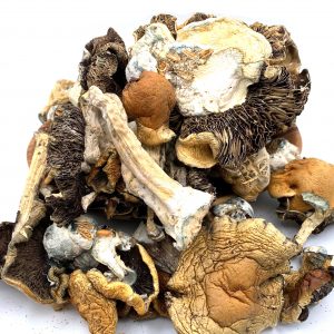 Mazatapec Mushrooms - Psilocybe Cubensis